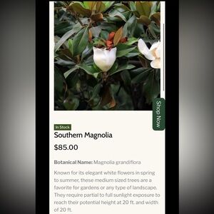Huge White Flowering Magnolia Tree Seeds